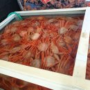 오이소 홍게 무한리필 이미지