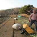 소소산방의 전원일기2 (마늘밭 멀칭작업과 콩털기).. 이미지