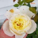 모닝인터내셔널