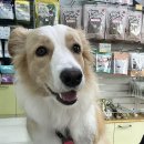 4u동물메디컬센타 이미지