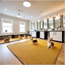 허동물병원 | 덕은 강아지입양 장기적 만족을 위한 현실적인 선택 가이드