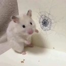구공주 이미지