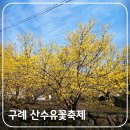 The 산수유 | 3월 가볼만한곳 구례 산수유꽃축제 기본 정보 및 개화 상황 확인 방법