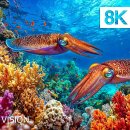 Elegant Underwater Creatures in 8K HDR | Dolby Vision™ 8K Dream Color﻿ 이미지