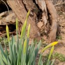 꽃피는날 이미지