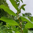 삿갓농장 이미지