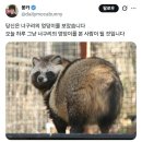 너구리 이미지