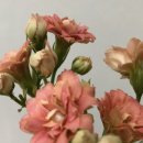 플라워테일 flower tale