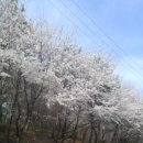 비노하우스더포레스트