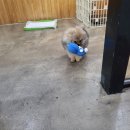 폼나개이뿌개 이미지