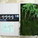 용문산산양산삼