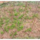 덕재농장 이미지