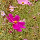 상념의 정원 이미지