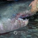 하나개해수욕장 -해변 앞1 이미지