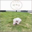 스타파크 | [고양 애견운동장] 고양 스타필드 펫파크 후기 (몰리스 몰리스펫샵 엠버서Dog 도전)