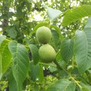 호두나무집식당 이미지