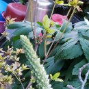 바위솔민박 이미지