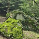 보석사   은행나무 이미지