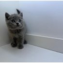 도그마루 천안지점 이미지