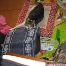 혜성동물병원 이미지