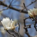 봄날에햇살 이미지