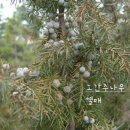 만주농장 | [국진이의이야기]1월 16일(금) - 노간주나무