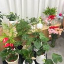 고운햇살플라