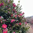 꽃밭주유소 | 2026년 2월26일-3월 1일 22주차 제주도 태교여행 끄적임 - 이끼숲소길/파르나스제주/산방산/소색채본/성...