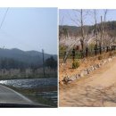 매실농원 이미지
