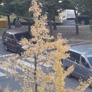 주정차단속-66 이미지