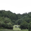 메밀꽃 필 무렵 이미지