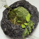 X-TOY 인형뽑기 | 가챠 + 인형뽑기 + 도파민 = 뽑파민중독 = 나 (1탄)