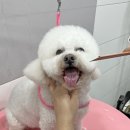 강아지유치원 caredogs | 창원애견미용 강아지유치원 케어독스 내돈내산 후기