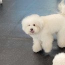 모노모노몽 이미지