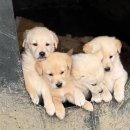 [무료분양]두들(모)+진도견(부) 에서 태어난 강아지(암)3마리 ​(11월20일생) 이미지