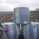 새만금 청보리농장 이미지