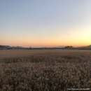 순천만 습지 이미지