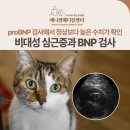 심메디칼 | 고양이 비대성 심근증(HCM)과 BNP 검사, 신당/금호/약수 동물병원, 애니컴메디컬센터