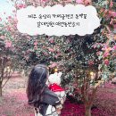 꽃그리고 | 제주 송당리 카페글렌코 동백꽃 갈대정원 애견동반후기