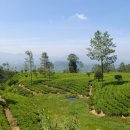 엘라(ELLA) 이미지