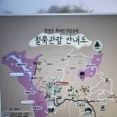 2025 황매산 철쭉 개화 상황-3군락지 만개! 일출 대신 꽃바다