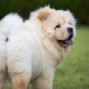 미용하는 강아지 이미지