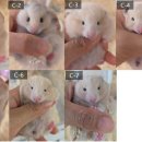 부산햄스터분양 행복햄 이미지