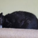 한서동물병원 이미지