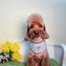 벨르시앙 이미지