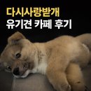 다시사랑받개 | 서울 유기견 카페 추천, SNS대란 장소 '다시사랑받개' 솔직후기 (입장 방법부터 입양 정보까지)