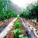 고랑정미소 이미지