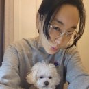 도그바라기 이미지