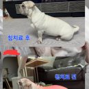 위런한방재활동물병원