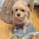 멍빵댕빵 | 멍빵댕빵 강아지 수제간식 후기 종류 주의점 정리해봤어요